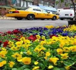 New York Flower Kabupaten 